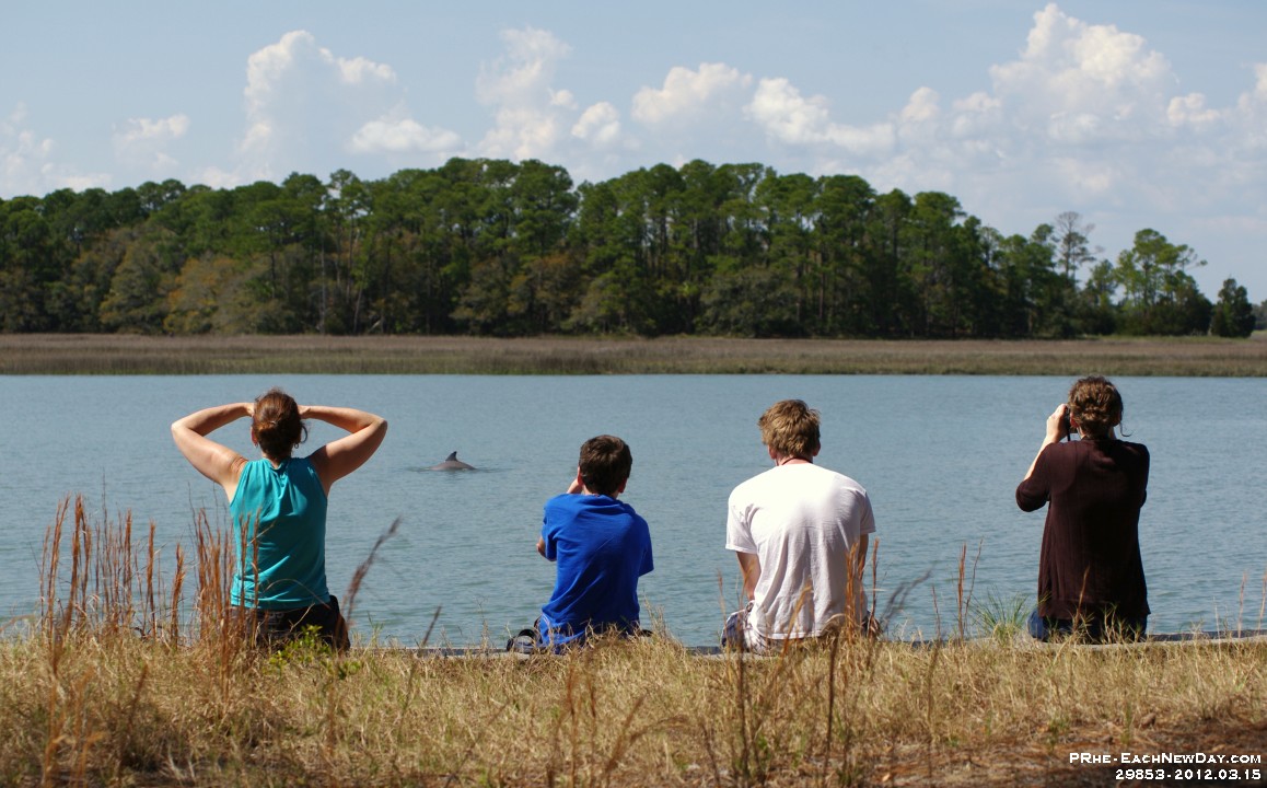29853Re1CrLe - Vacation at Kiawah Island, SC - Dolphins! Just off 'our' back yard!